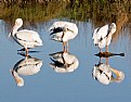 Picture Title - Preening Reflections
