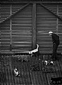 Picture Title - The man who walk cats