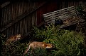 Picture Title - the foxy story V