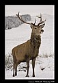 Picture Title - Oh Deer