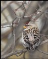 Picture Title - Common Redpoll
