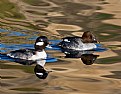 Picture Title - Goldeneye Pair