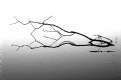 Picture Title - Reflected Branch in Black and White