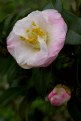 Picture Title - Camellias and rain...