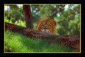 Picture Title - A Lion's Gaze