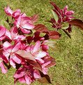 Picture Title - Pink Flower Tree