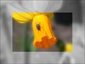 Picture Title - My daffodil