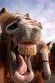 Picture Title - Horsey Laugh