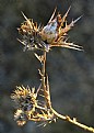 Picture Title - Thistle