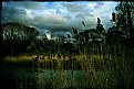 Picture Title - Lavender Pond