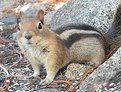 Picture Title - Bill the Chipmunk