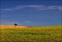 Picture Title - Tree with Sunflowers