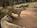 Picture Title - White Lionesses