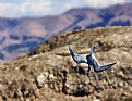 Picture Title - Diving Forster's Tern