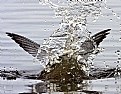 Picture Title - Wet Wings