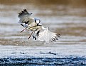 Picture Title - Forster's Tern Fish 1