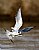 Forster's Tern 2