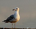 Picture Title - Bird of the seagull