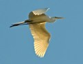 Picture Title - Golden Egret