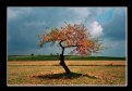 Picture Title - desolate tree