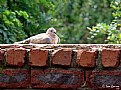 Picture Title - Resting Dove