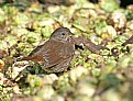 Picture Title - Fox Sparrow