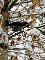 Picture Title - in winter
