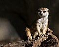 Picture Title - Meerkat Posing