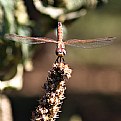 Picture Title - Landing