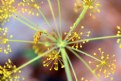 Picture Title - plant firework
