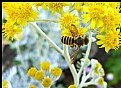Picture Title - Bee On Dusty Miller