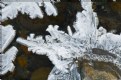 Picture Title - Ice Feathers