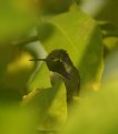 Picture Title - Tucked away