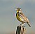 Western Medowlark