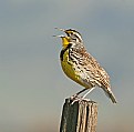 Picture Title - Western Medowlark