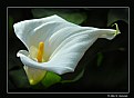 Picture Title - Cala Lily (d1940)