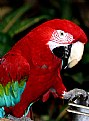 Picture Title - RED PARROT