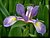 Dutch Iris