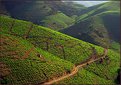 Picture Title - Banyuls Vineyards