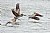 Brown Pelican Take-Off