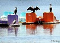 Picture Title - Cormorants