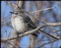 Picture Title - Northern Mockingbird