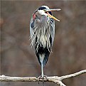 Picture Title - Blue Heron