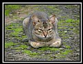 Picture Title - Crouching cat...