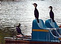 Picture Title - Baby Cormorant