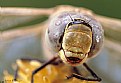 Picture Title - Portrait Dragonfly 