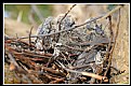 Picture Title - Nesting