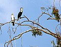 Picture Title - Cormorants in tree