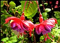 Picture Title - Fuschias