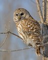 Picture Title - Barred Owl